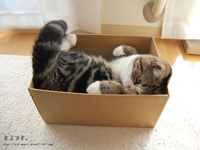 Cote Maru est une star de l'Internet Cote Maru est une star de l'Internet
