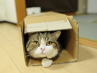 Cote Maru est une star de l'Internet Cote Maru est une star de l'Internet