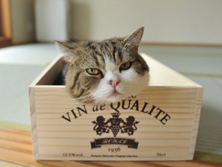 Cote Maru est une star de l'Internet Cote Maru est une star de l'Internet