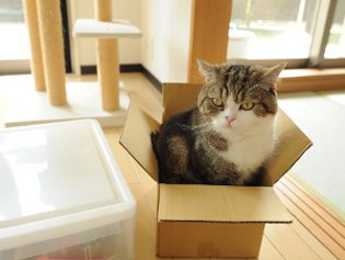 Cote Maru est une star de l'Internet Cote Maru est une star de l'Internet