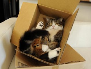 Cote Maru est une star de l'Internet Cote Maru est une star de l'Internet