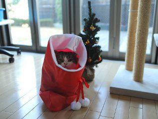 Cote Maru est une star de l'Internet Cote Maru est une star de l'Internet