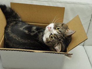 Cote Maru est une star de l'Internet Cote Maru est une star de l'Internet