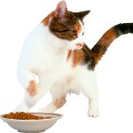 Le chat ne mange rien