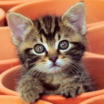 Chaton éternue: que faire?