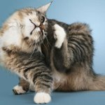 Les maladies de la peau chez les chats