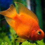 Perroquet rouge dans votre aquarium Perroquet rouge dans votre aquarium