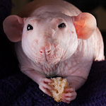 Rats Sphynx