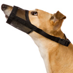 Traitement des chiens. Premiers secours