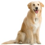 Fausse grossesse chez les chiens