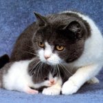 La mammite chez un chat La mammite chez un chat