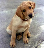 Mammite chez les chiens Mammite chez les chiens