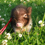 Mini-cochon: entretien et soin Mini-cochon: entretien et soin