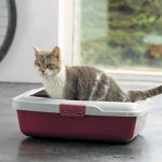 Urolithiase chez les chats Urolithiase chez les chats