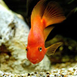 Mon poisson est malade! Pourquoi? Mon poisson est malade! Pourquoi?