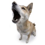 Entraînement des chiens Entraînement des chiens