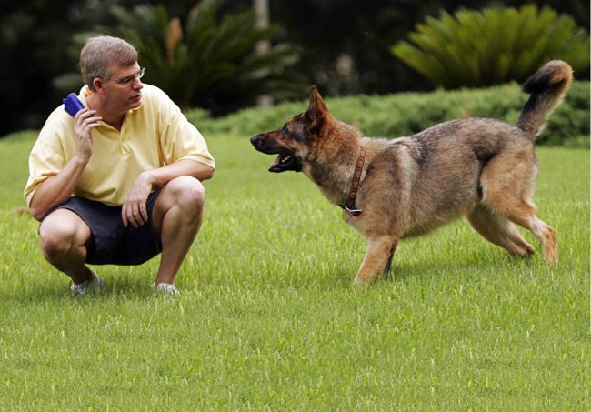 Entraînement des chiens