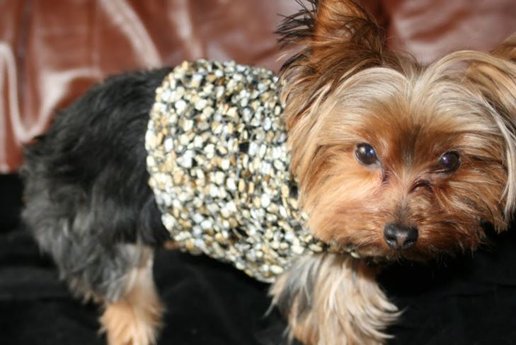 Dress Pet pour l'hiver: Vêtements pour York