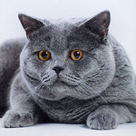 Couleurs de chats britanniques