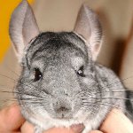 Couleurs de chinchillas Couleurs de chinchillas