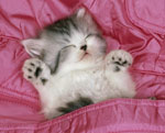 Des dangers dans la maison pour un chaton 
