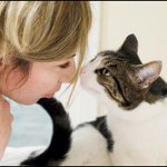 Tumeur chez un chat Tumeur chez un chat