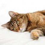 Empoisonnement chez les chats