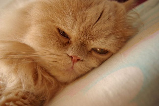 Empoisonnement chez les chats
