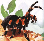 Comment prendre soin des araignées tarentule Comment prendre soin des araignées tarentule