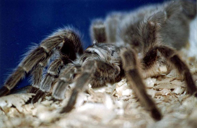 Spider-tarentula: entretien et soin
