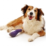 Fractures chez les chiens