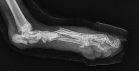 Fractures chez les chiens