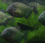 Piranhas dans votre aquarium Piranhas dans votre aquarium