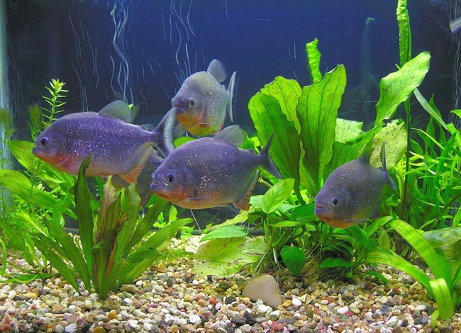 Piranhas dans votre aquarium