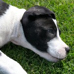 Pyroplasmose chez les chiens