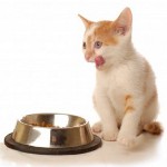 Nourrir les chatons. Que nourrir le chaton?