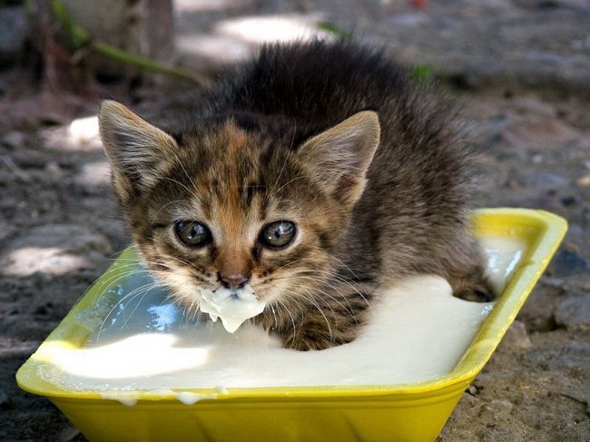 Nourrir les chatons. Que nourrir le chaton?