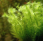 Pourquoi les plantes d'aquarium souffrent-elles? Pourquoi les plantes d'aquarium souffrent-elles?