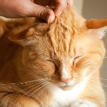 Pourquoi les chats ronronnent-ils? Pourquoi les chats ronronnent-ils?