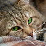 Acarien sous-cutané chez les chats