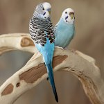 Le perroquet éternue: que faire?