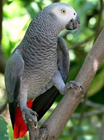 Jacques Parrot: contenu à la maison