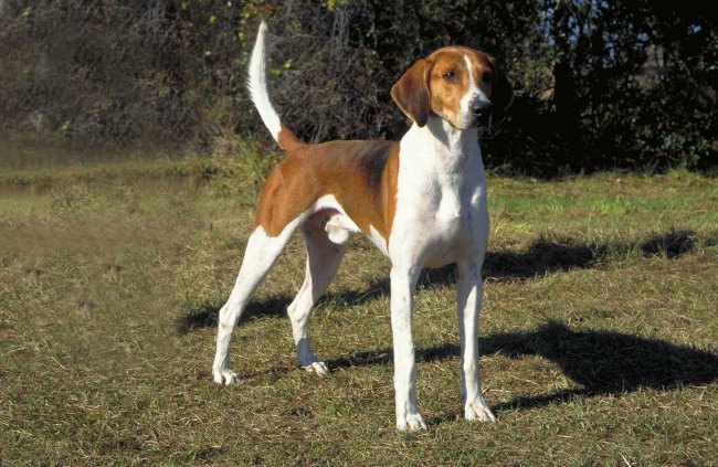 Race Foxhound américain