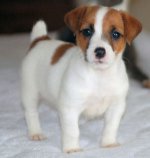 Race Jack Russell Terrier