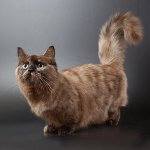 Race de chats: munchkin Race de chats: munchkin