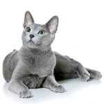 Race de chat Russe bleu Race de chat Russe bleu