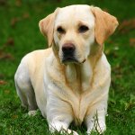 Race Labrador