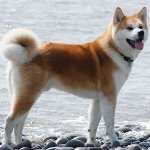 Race de chiens: Akita Inu Race de chiens: Akita Inu