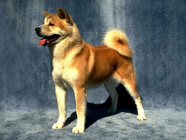 Race de chiens: Akita Inu Race de chiens: Akita Inu