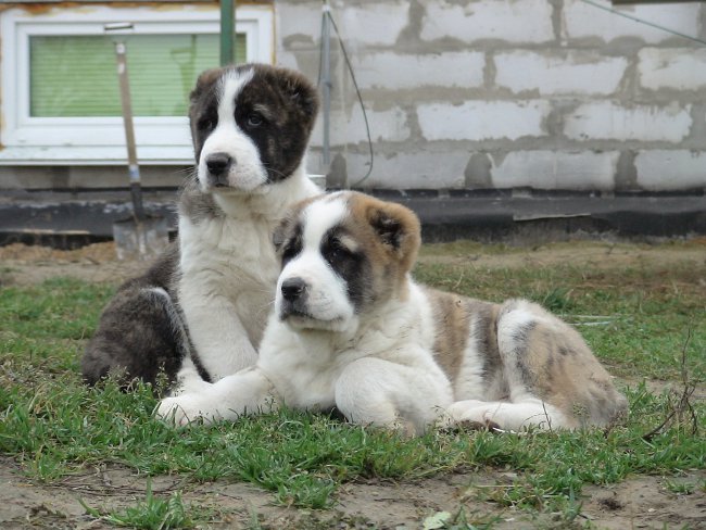 La race des chiens d'alabai La race des chiens d'alabai